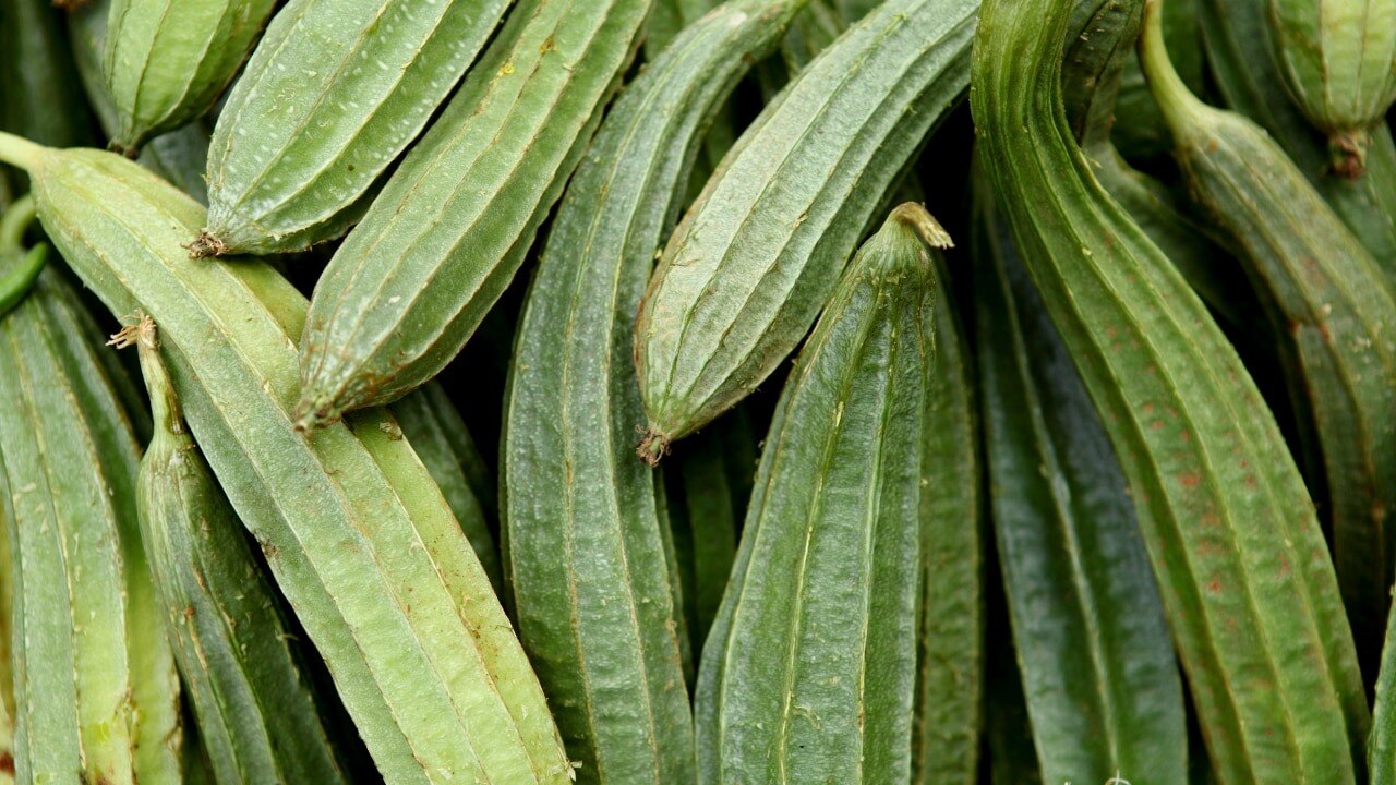 6. Ridge-gourd oil