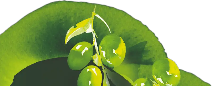 maille Group 1 desktop