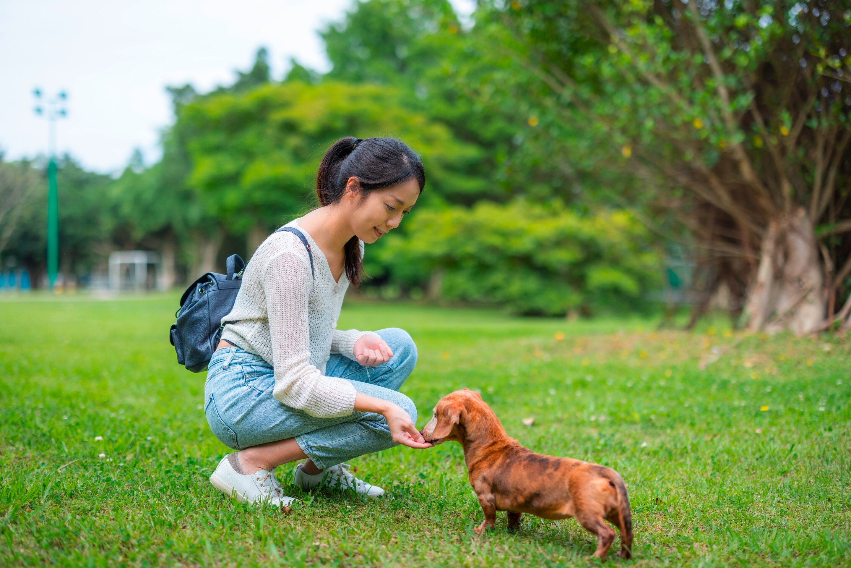 Asian woman feeding dog in park.