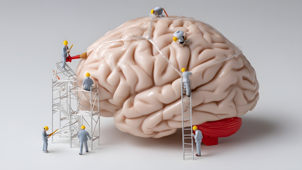 Brain Function: