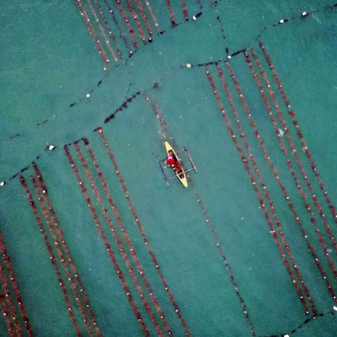 Building the world’s largest value chain for regenerative seaweed while strengthening the economic resilience of small-scale farmers