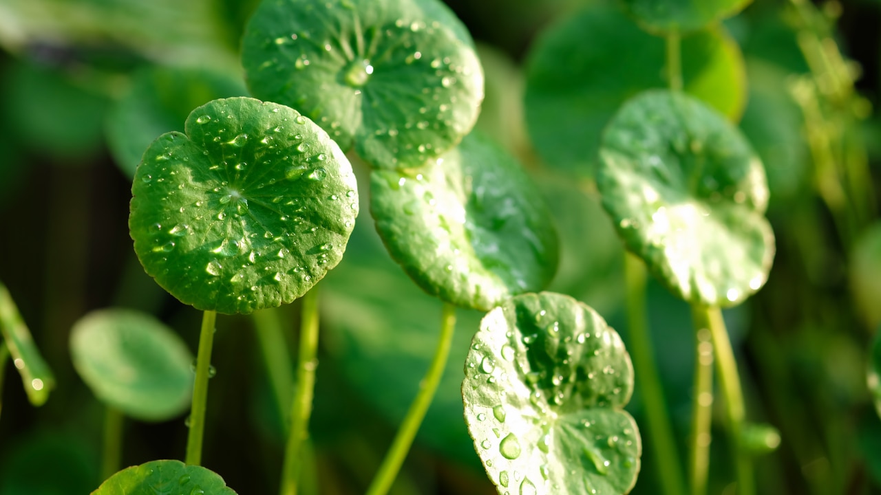 Centella Asiatica (Cica):
