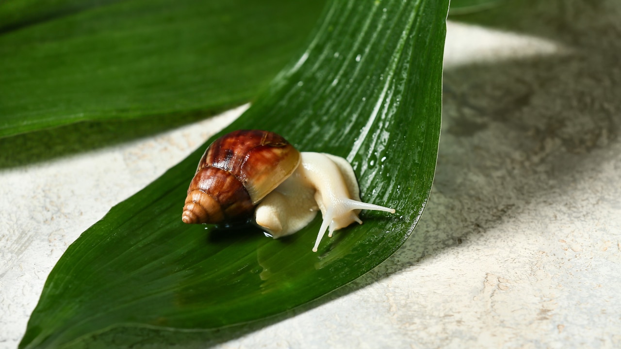 Snail Mucin (Snail Secretion Filtrate):