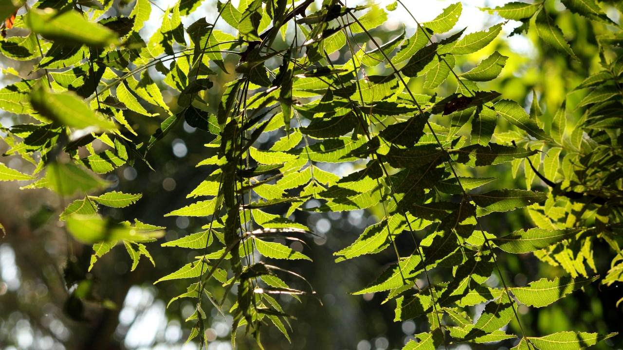 What is Neem Oil?