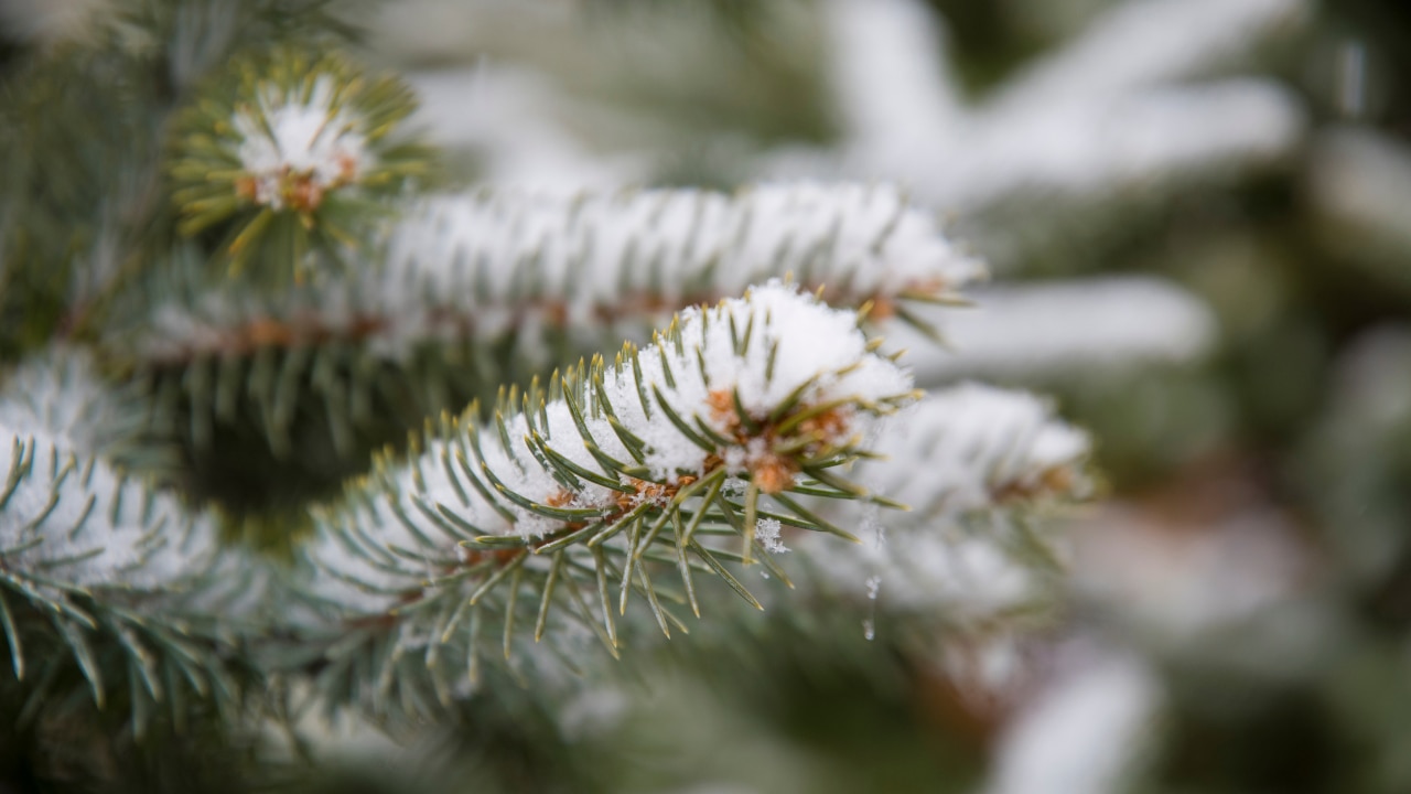 Offers Protection from Harsh Weather: