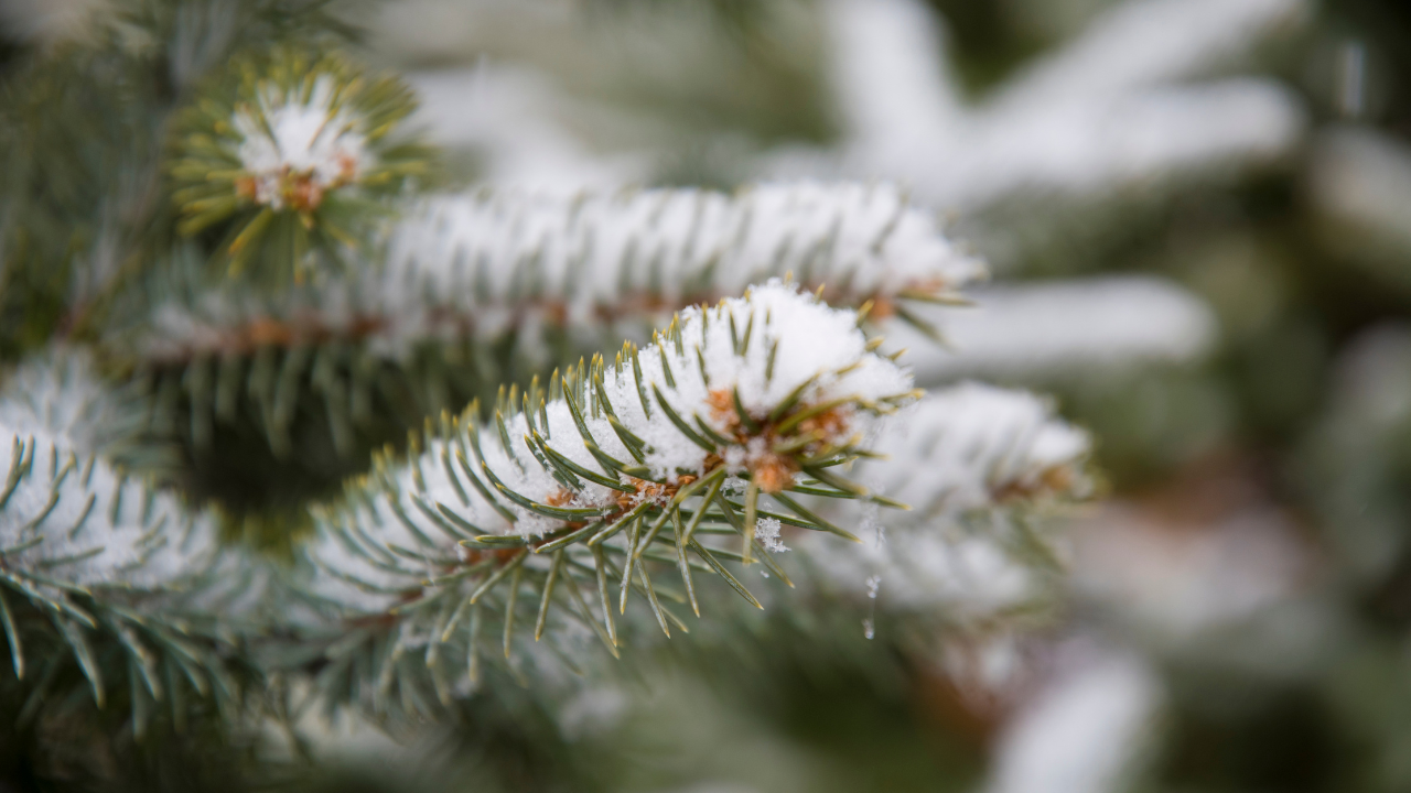 Offers Protection from Harsh Weather: