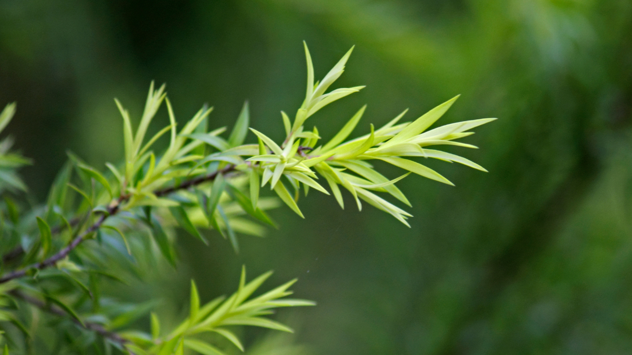 Tea Tree Oil: