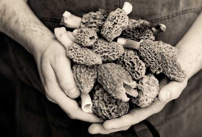 La Maison Maille firmly