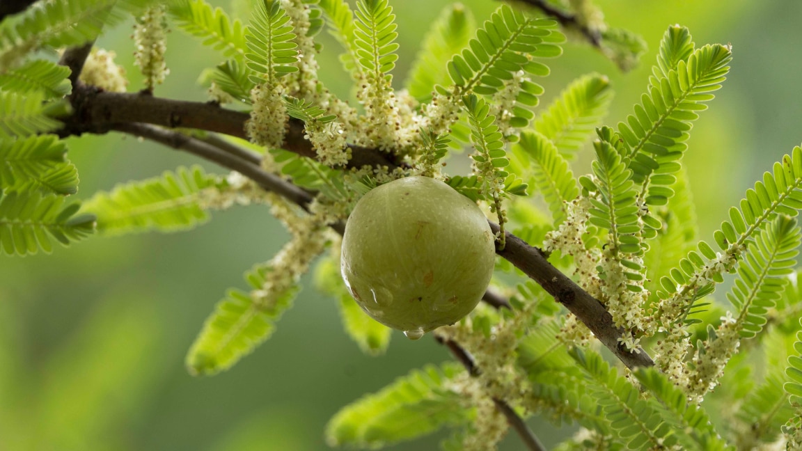 How to Use Amla Hair Oil for Healthier, Shinier Hair