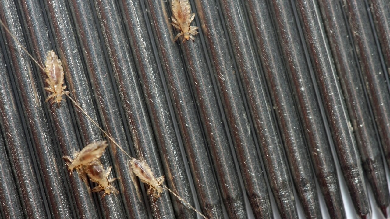The Lice Life Cycle