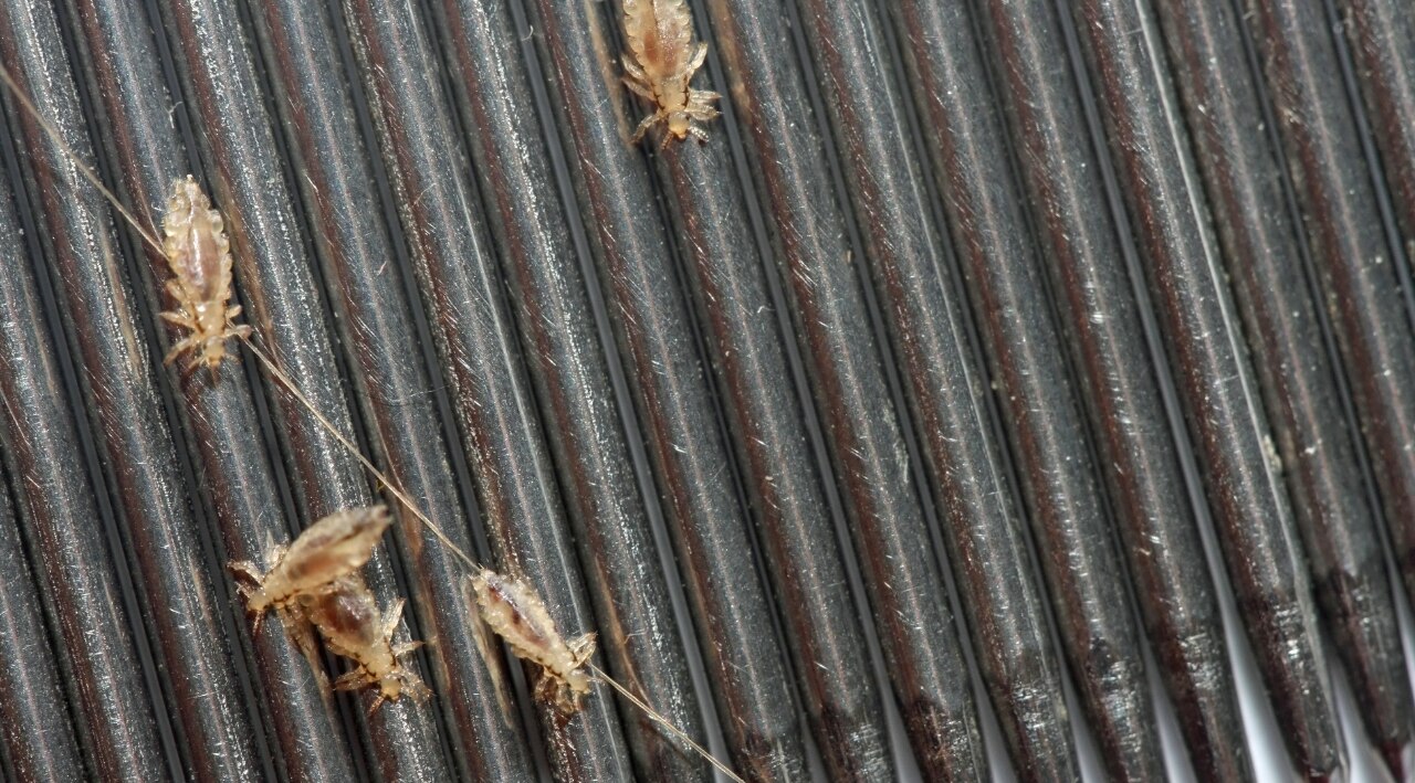 The Lice Life Cycle