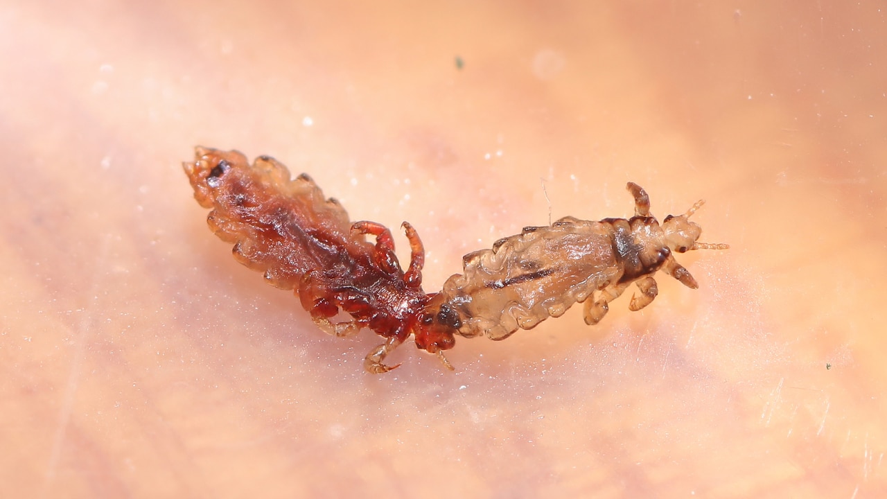 What Are Lice and How Are They Formed?