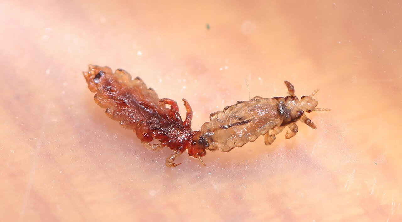 What Are Lice and How Are They Formed?