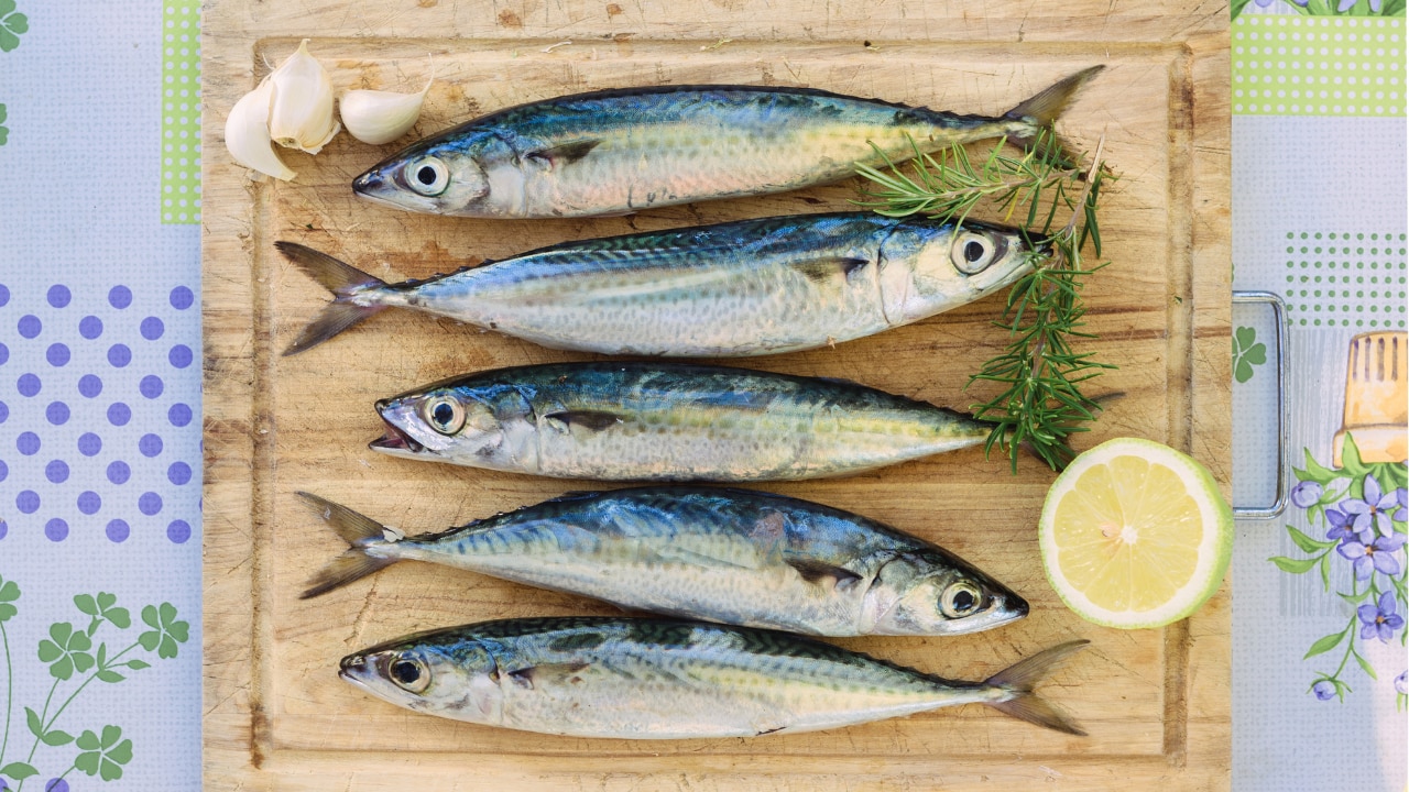Mackerel: