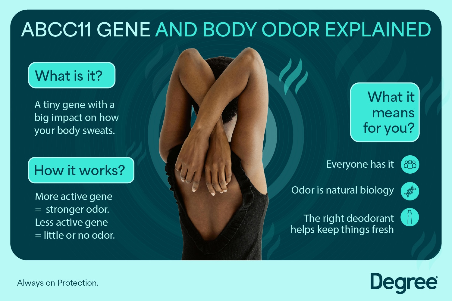 Infographic explaining the ABCC11 gene and body odor 
