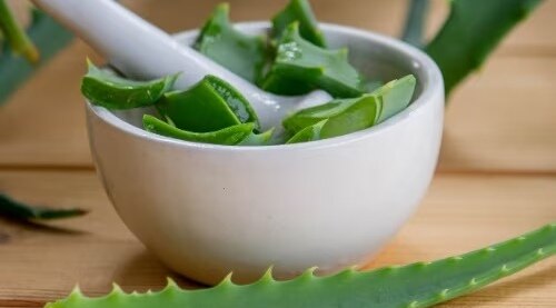 Aloe-vera