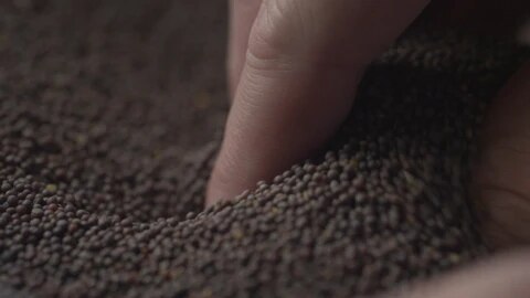 mustard seeds
