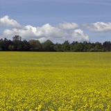 Burgundy's mustard fields are in bloom