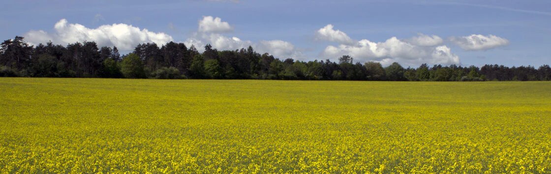 yellow large mustard fields in bloom