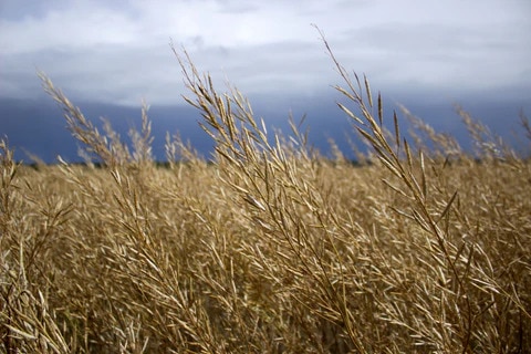 brown mustard fields