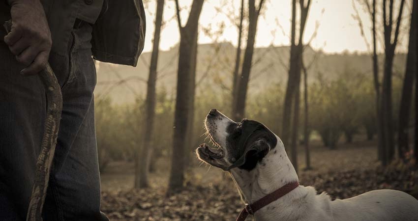 Maille Discovery: Truffle Hunting
