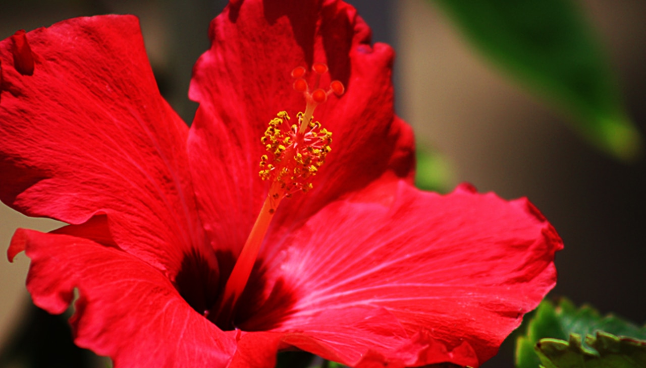 8. Onion + Hibiscus (For Shine & Thickness)