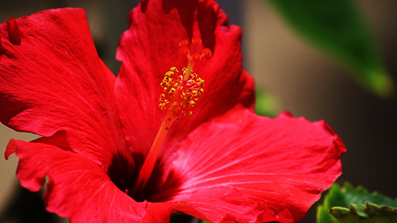 8. Onion + Hibiscus (For Shine & Thickness)