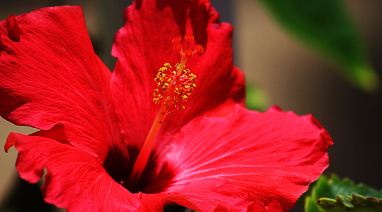 8. Onion + Hibiscus (For Shine & Thickness)
