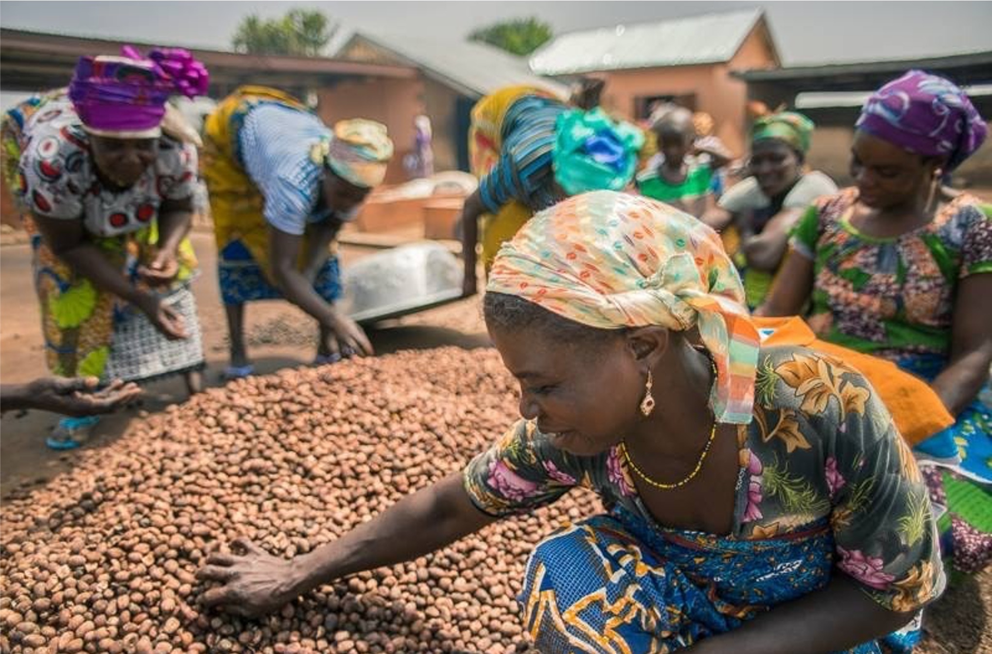 Modernising shea supply chains in Ghana