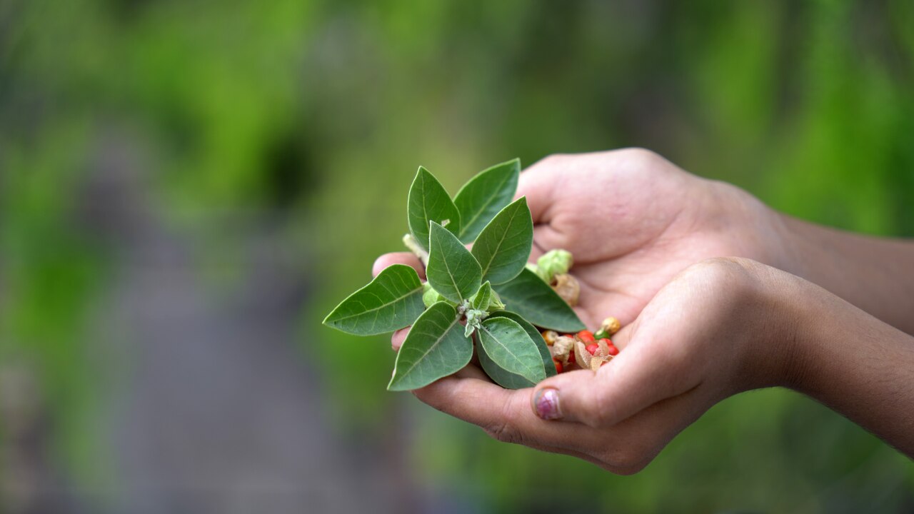 Ashwagandha