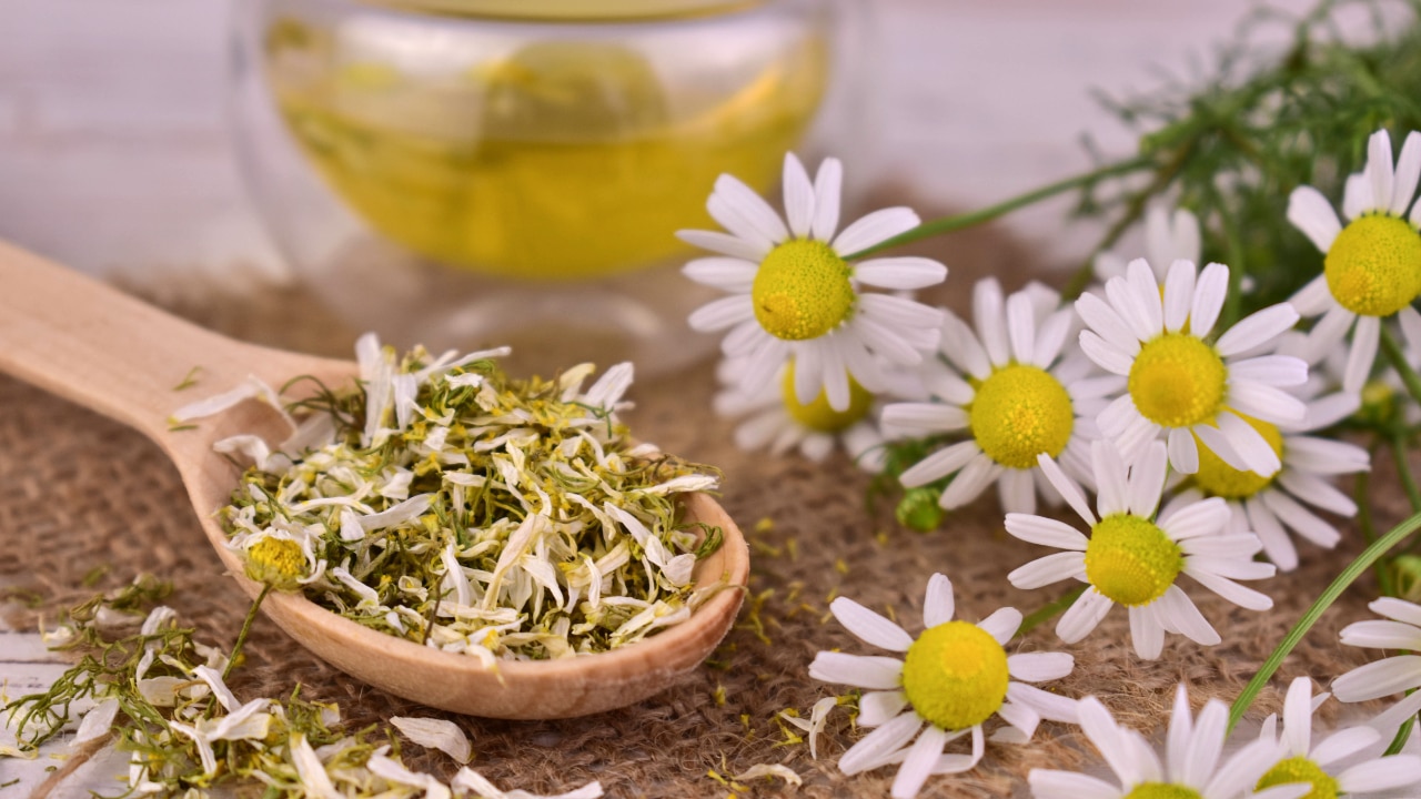 Chamomile Extract