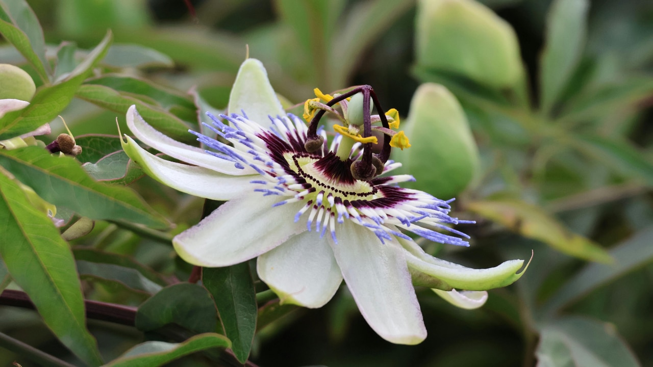 Passionflower