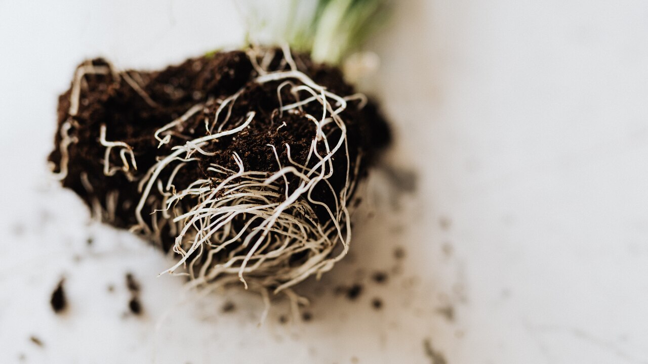 Valerian Root