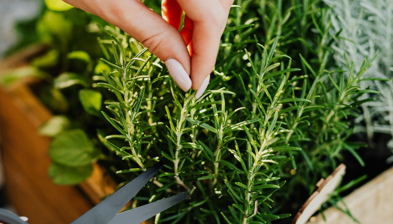 Benefits of Rosemary Shampoo-