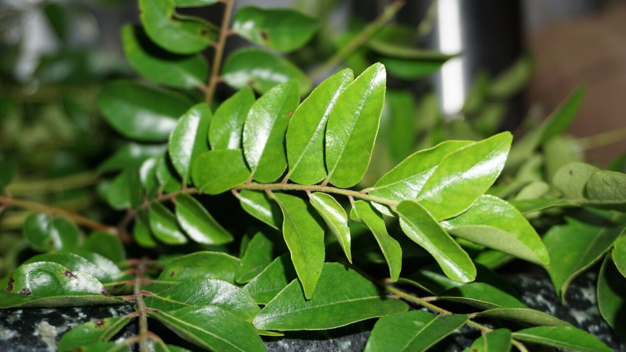 Curry Leaves