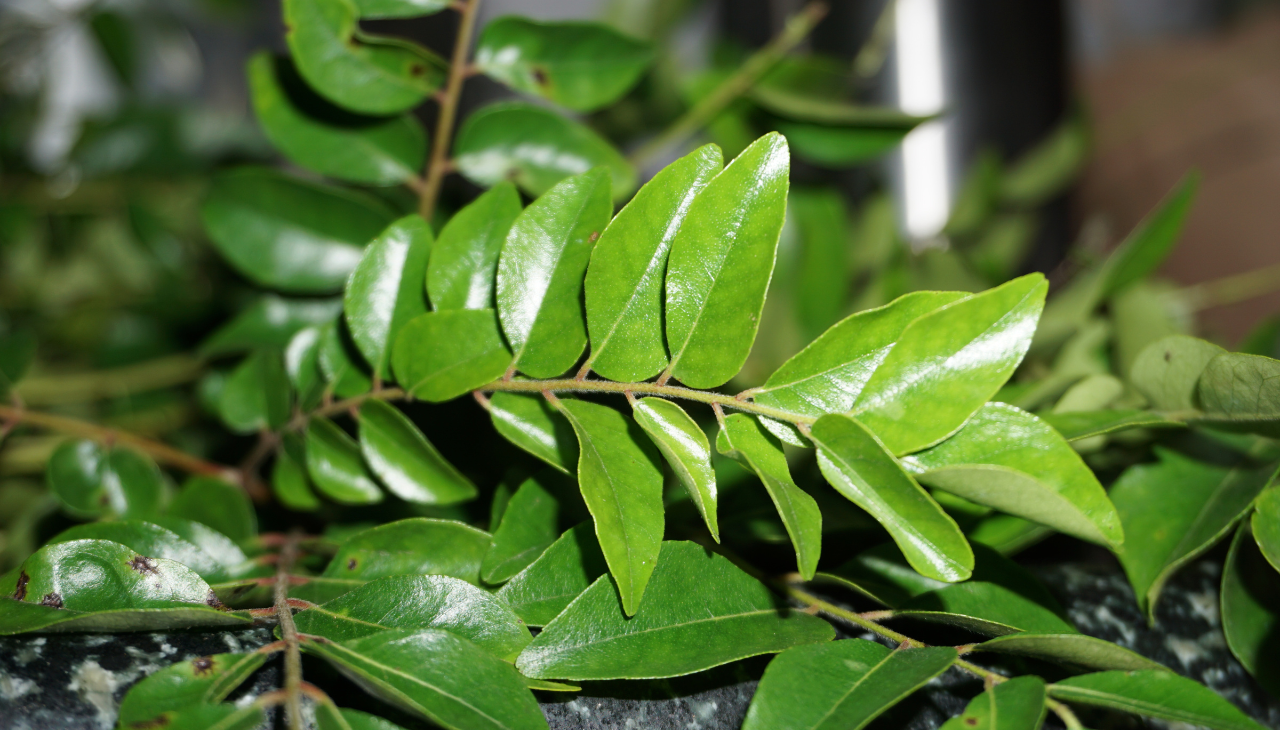 Curry Leaves
