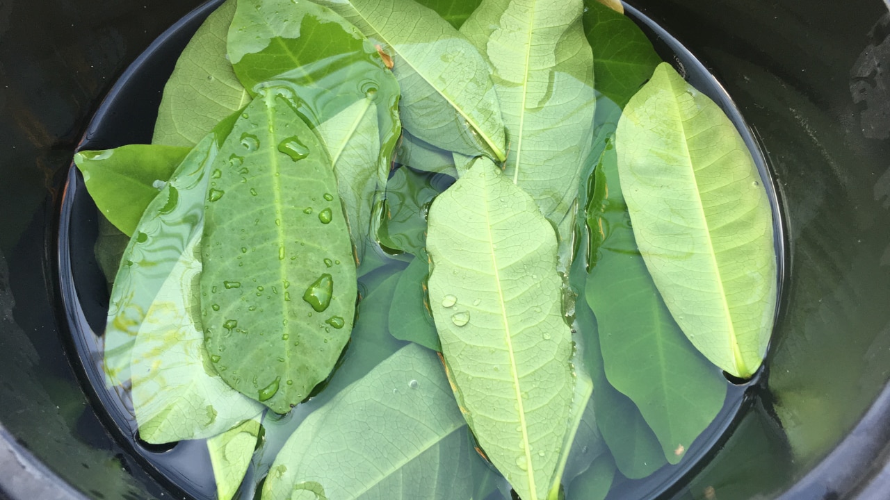 3. Curry Leaves Juice + Onion Juice