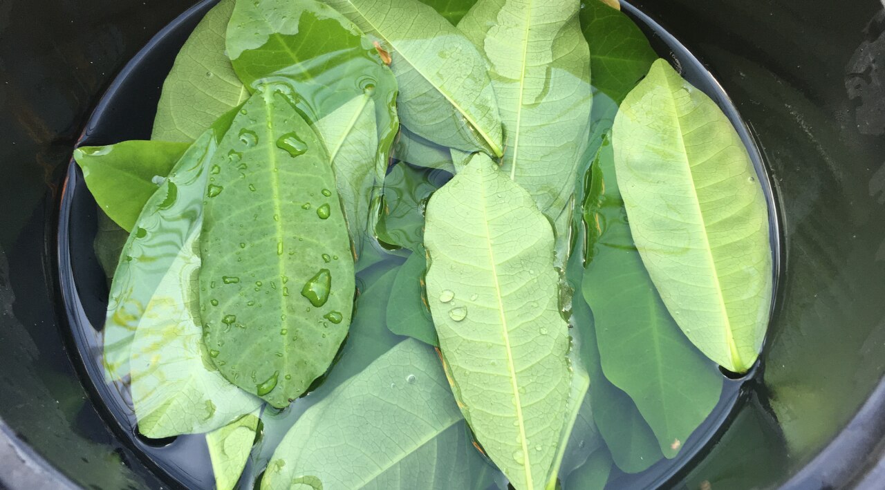 3. Curry Leaves Juice + Onion Juice