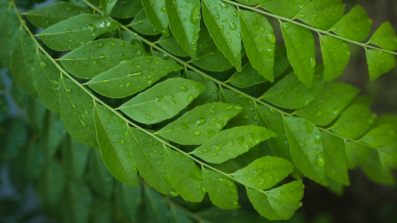 Science-Based Benefits of Curry Leaves for Hair