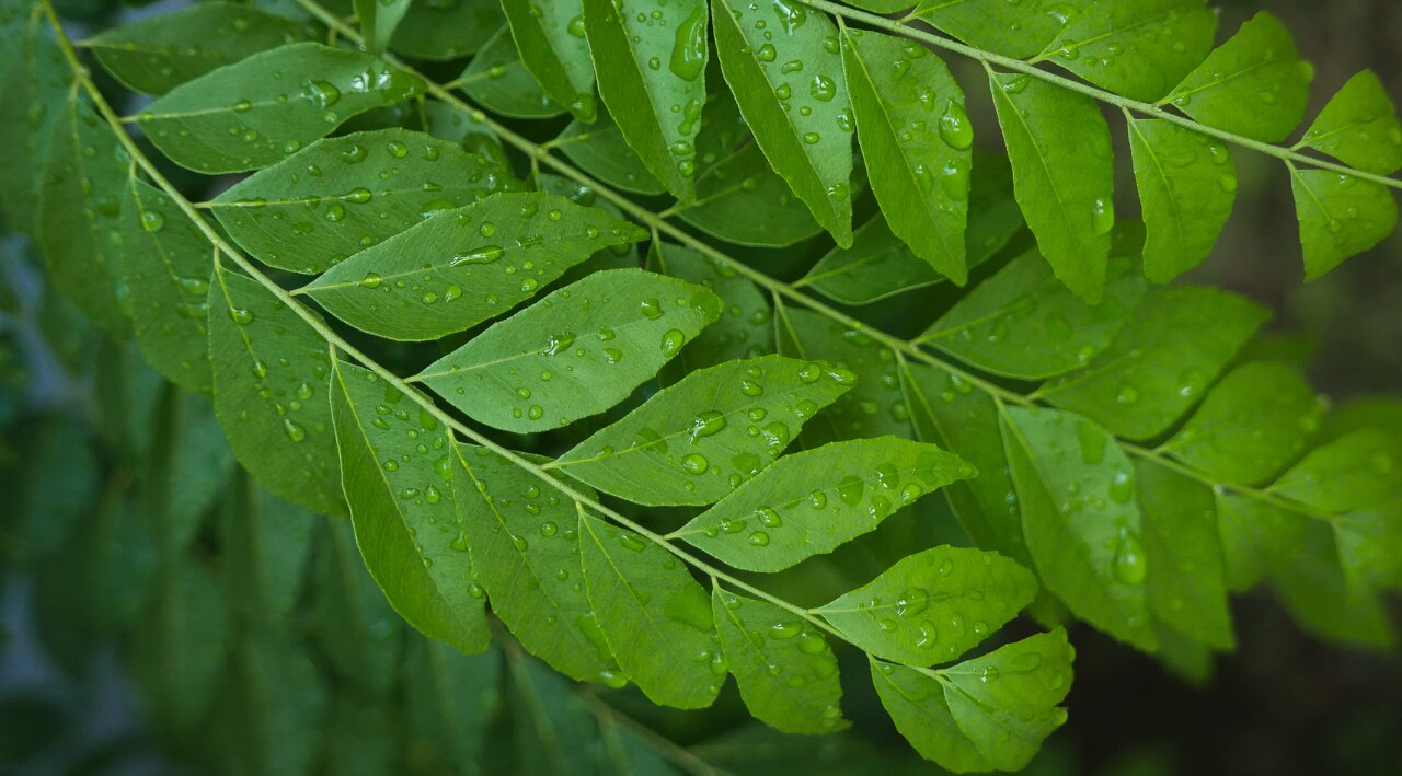 Science-Based Benefits of Curry Leaves for Hair