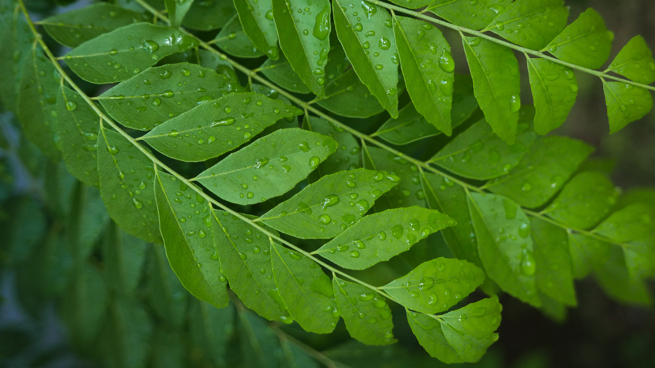 Science-Based Benefits of Curry Leaves for Hair