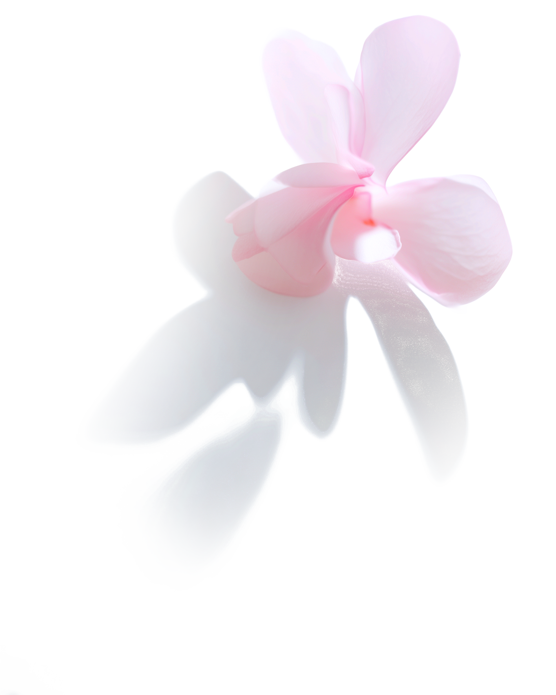 Bridgerton Background Flower 