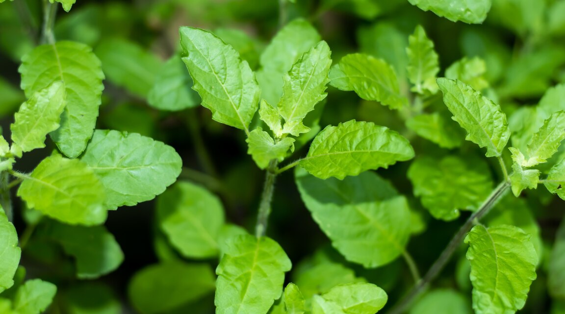 Benefits of Tulsi Leaves for Stress Relief and Wellness