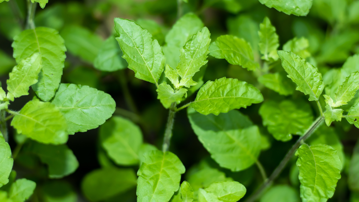 Benefits of Tulsi Leaves for Stress Relief and Wellness