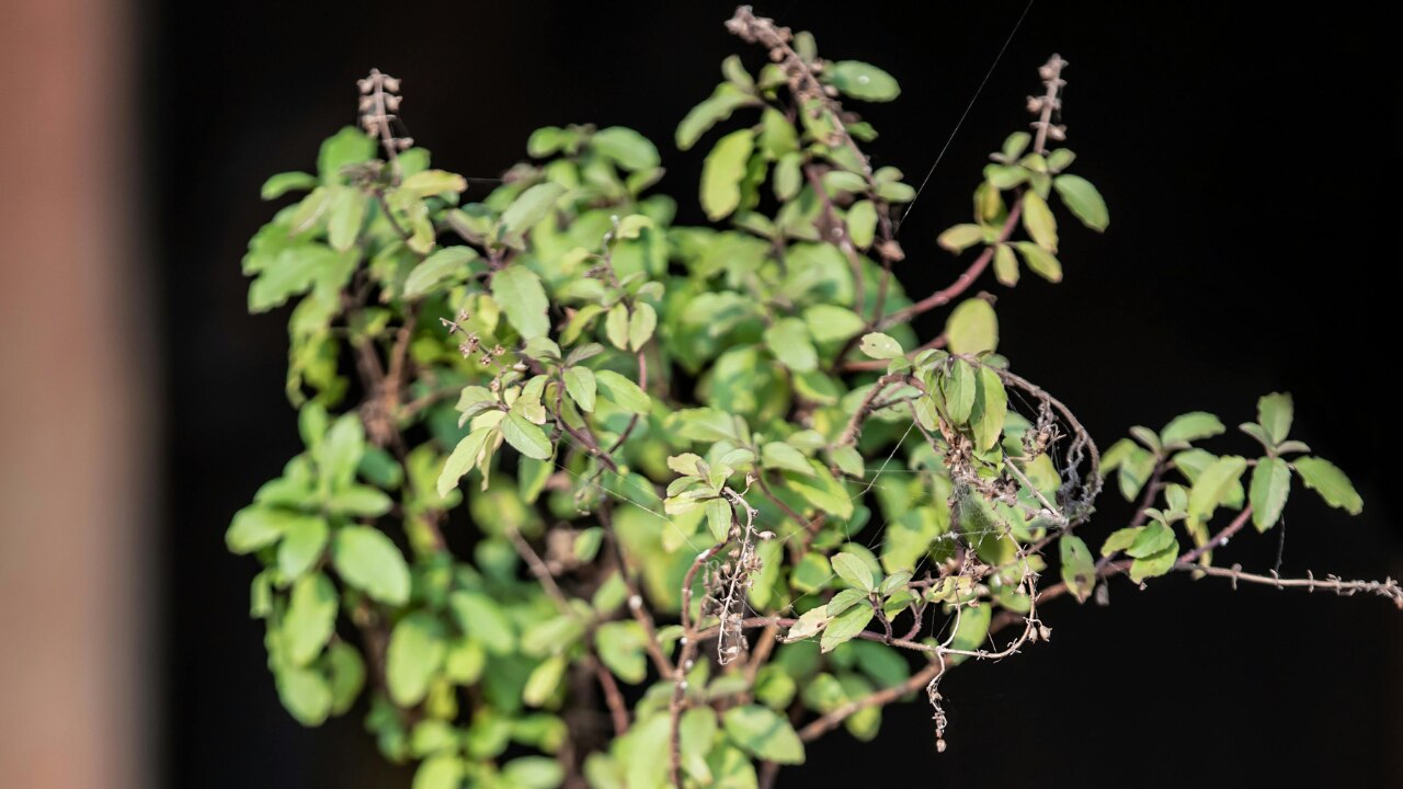 How Many Tulsi Leaves Should Be Eaten in a Day?