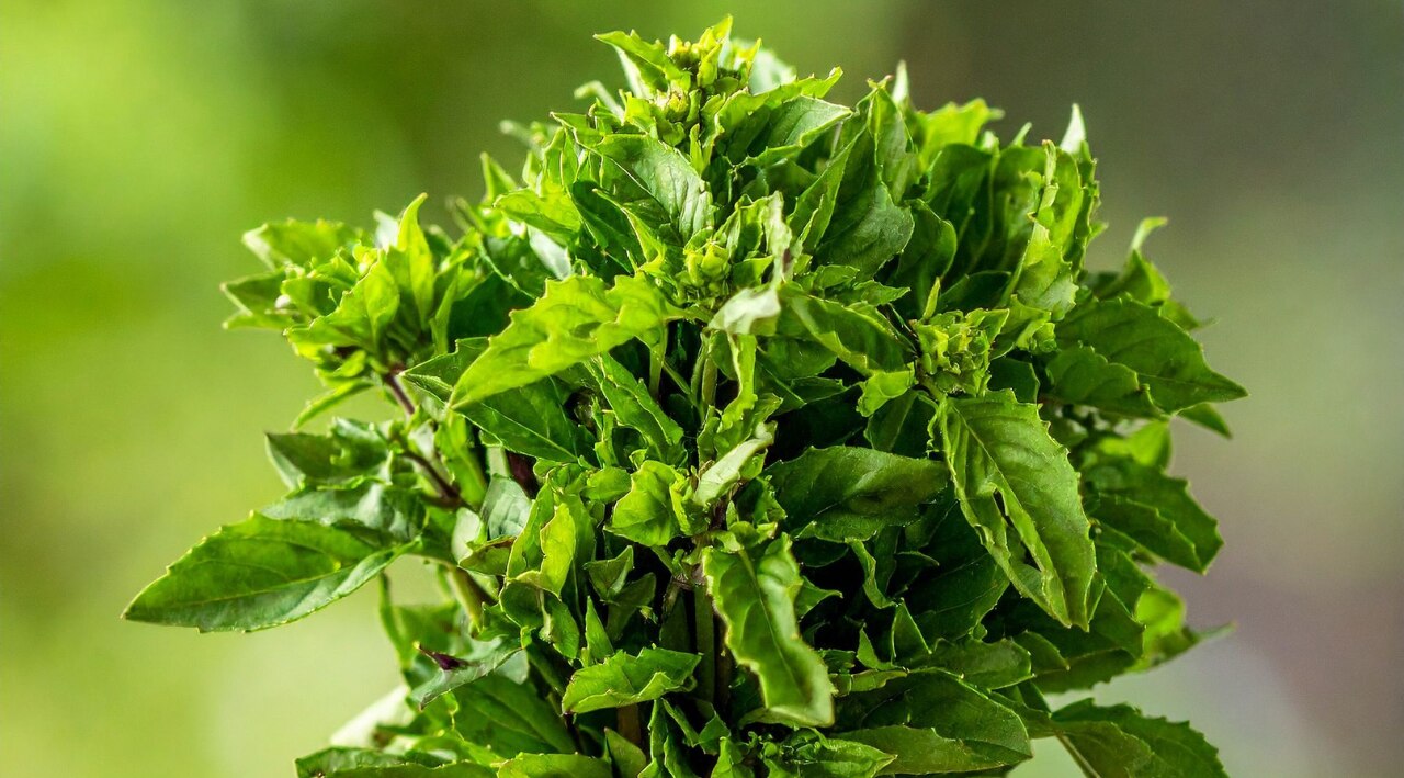 Key Benefits of Tulsi Leaves for Calm Stress and Better Balance
