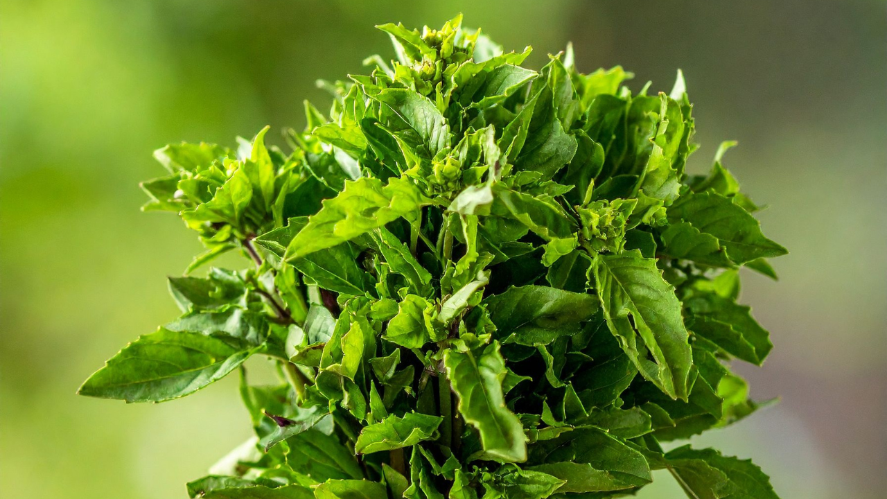 Key Benefits of Tulsi Leaves for Calm Stress and Better Balance