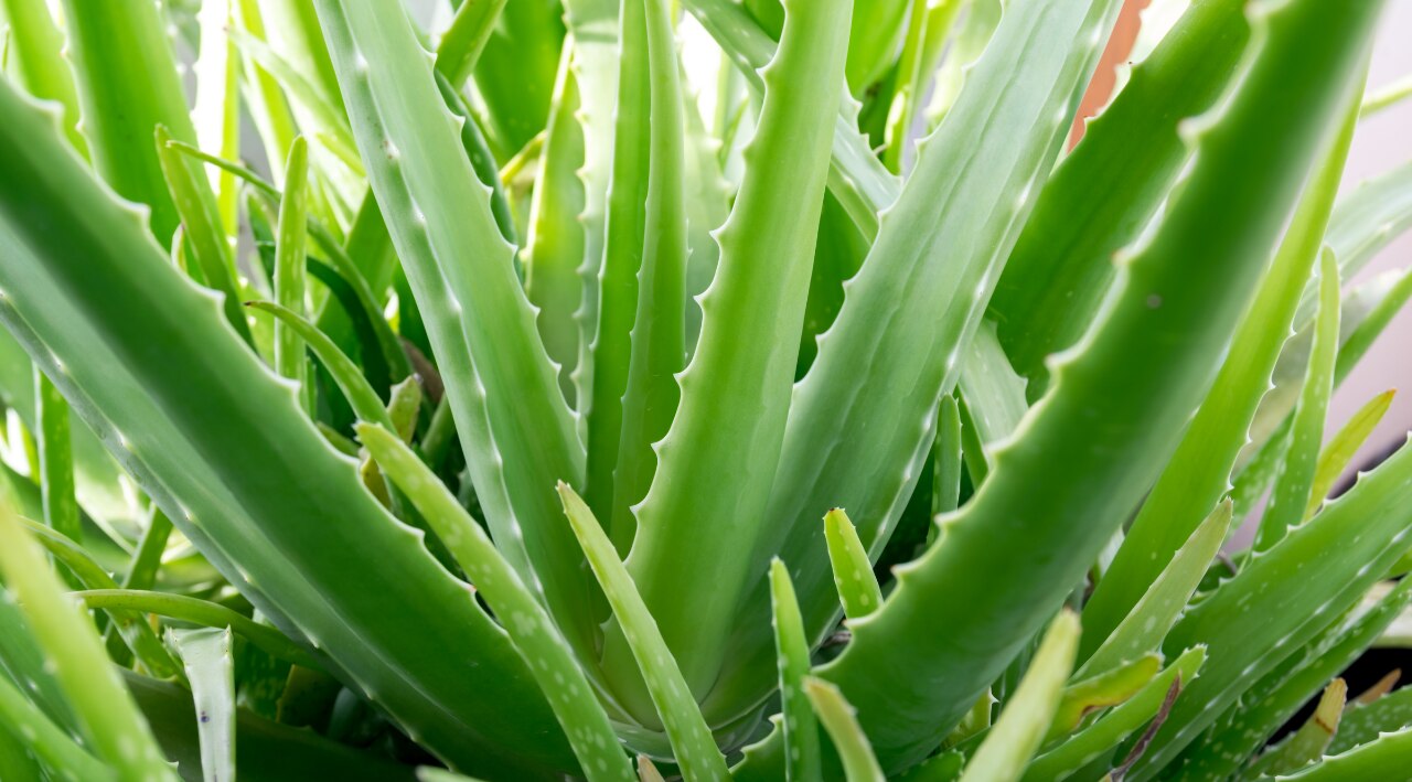 1. Fresh Aloe Vera Gel