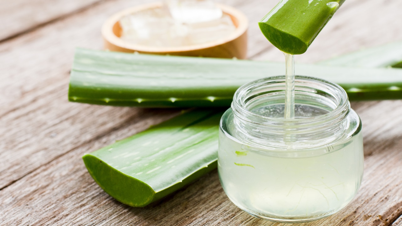aloe vera aus der pflanze Aloe Vera „Alfonso“ – Aloe-Vera-Pflanze in Gärtnerqualität kaufen