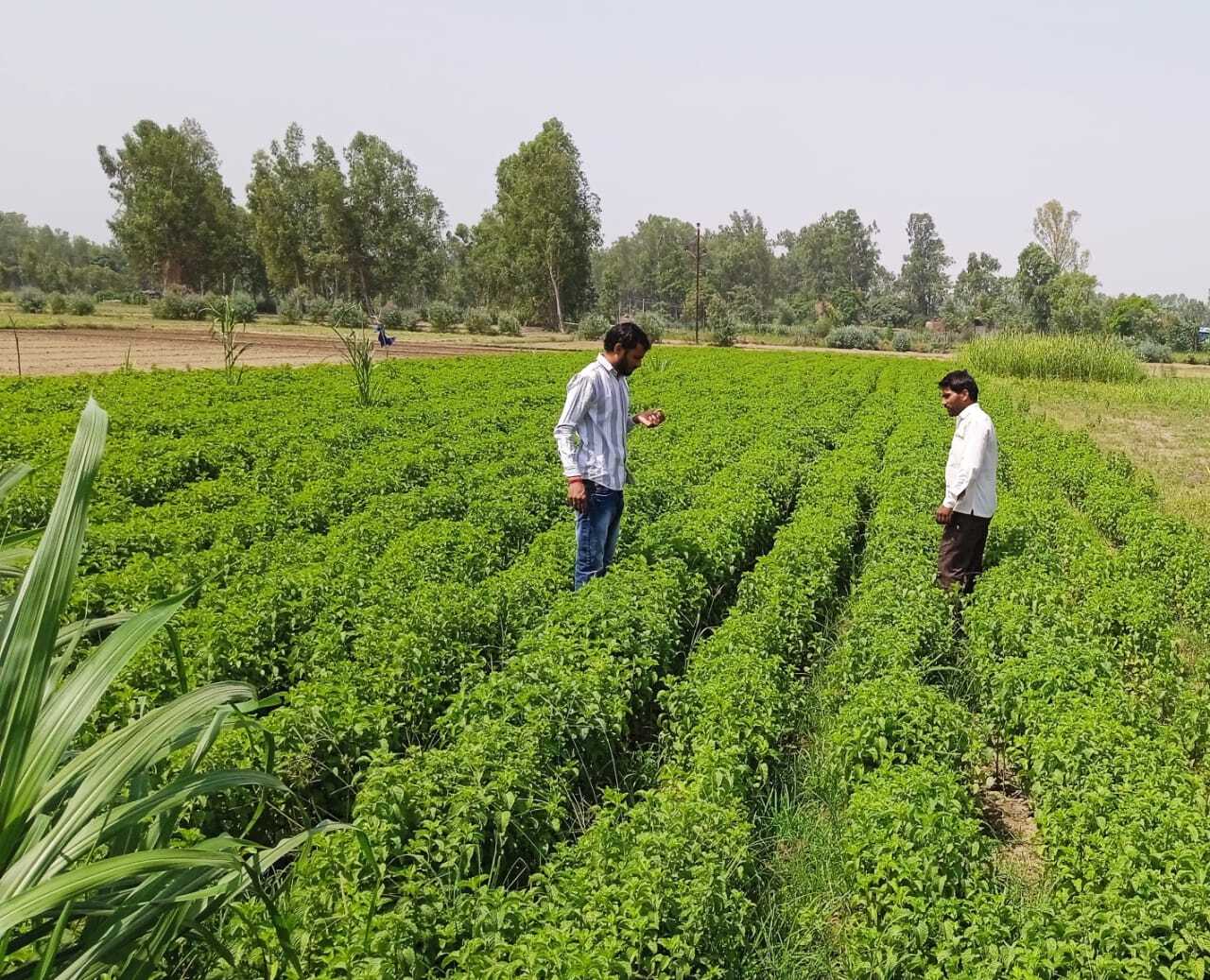 Cultivating resilient livelihoods and protecting the environment through regenerative mint farming